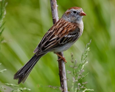 FIELD SPARROW