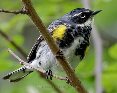 YELLOW-RUMPED WARBLER