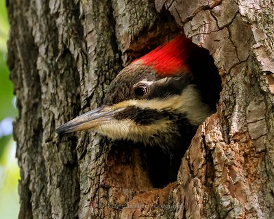 PILEATED WOODPECKER