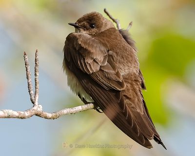 NORTHERN ROUGH-WINGED SWALLOW