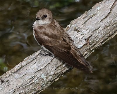 NORTHERN ROUGH-WINGED SWALLOW