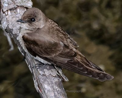 NORTHERN ROUGH-WINGED SWALLOW