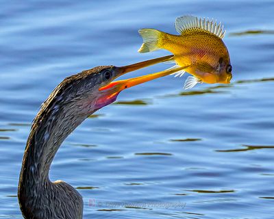 ANHINGA