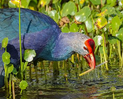 GRAY-HEADED SWAMPHEN
