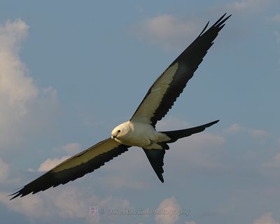 SWALLOW-TAILED KITE