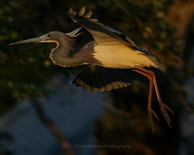 TRICOLORED HERON