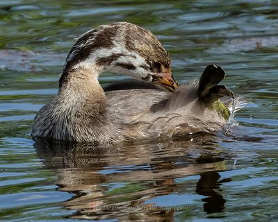 PIED-BILLED GREBE