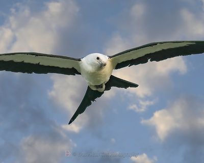 SWALLOW-TAILED KITE