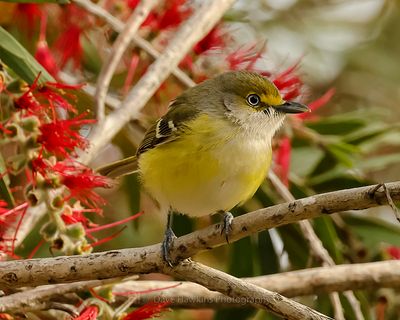 WHITE-EYED VIREO