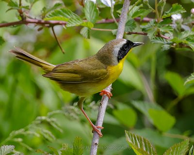 COMMON YELLOWTHROAT