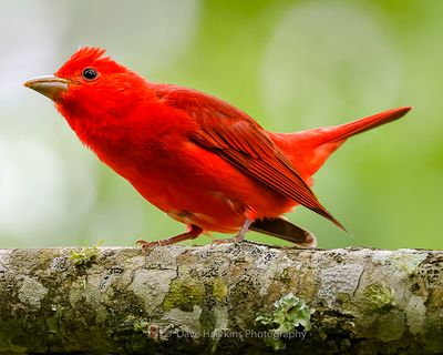 SUMMER TANAGER