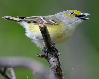 WHITE-EYED VIREO