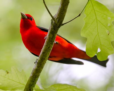 SCARLET TANAGER