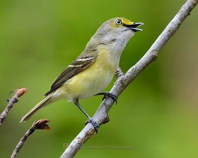 WHITE-EYED VIREO