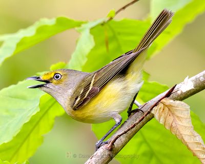 WHITE-EYED VIREO