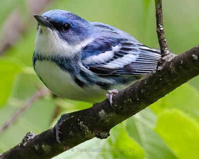 CERULEAN WARBLER