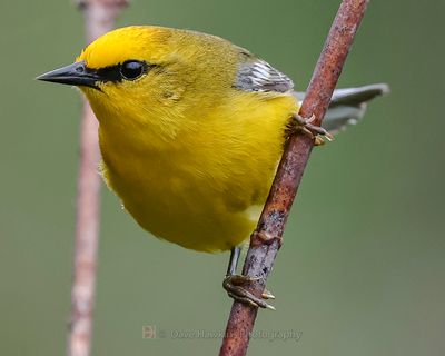 BLUE-WINGED WARBLER