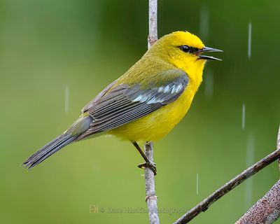 BLUE-WINGED WARBLER