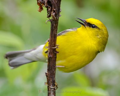 BLUE-WINGED WARBLER