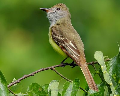 GREAT-CRESTED FLYCATCHER