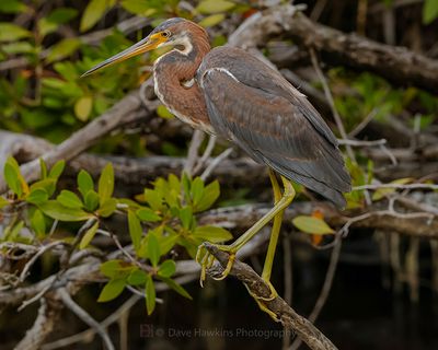 TRICOLORED HERON