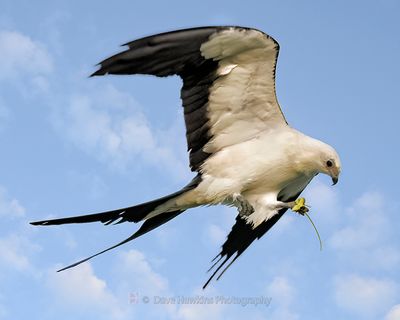 SWALLOW-TAILED KITE