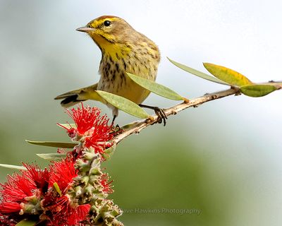 PALM WARBLER