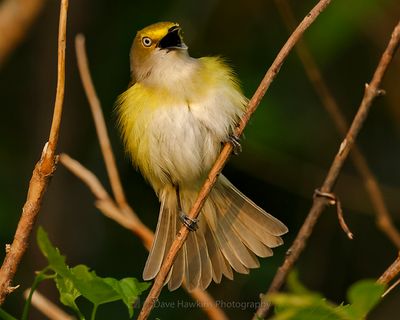 WHITE-EYED VIREO