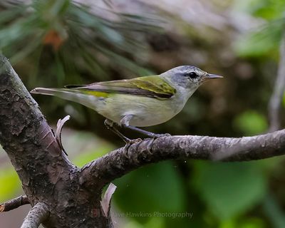 TENNESSEE WARBLER