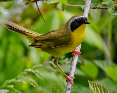 COMMON YELLOWTHROAT