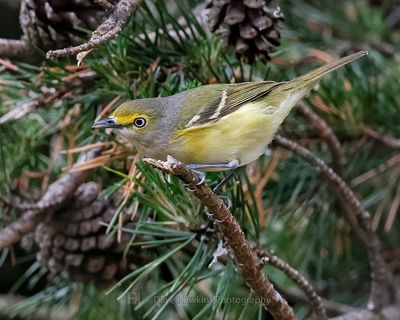 WHITE-EYED VIREO