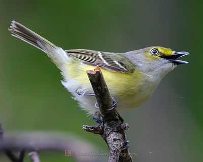 WHITE-EYED VIREO