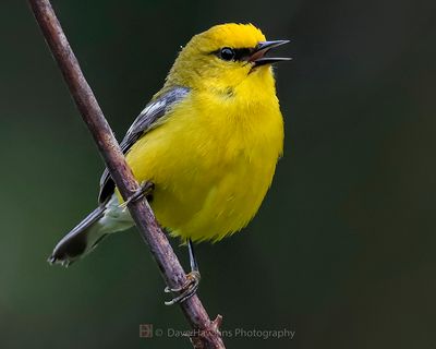 BLUE-WINGED WARBLER