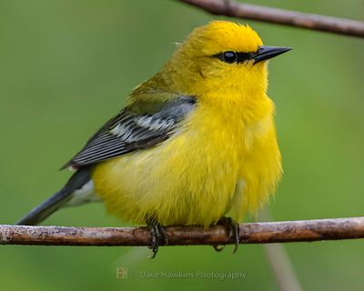 BLUE-WINGED WARBLER