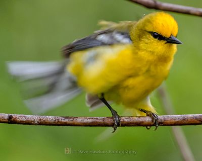 BLUE-WINGED WARBLER