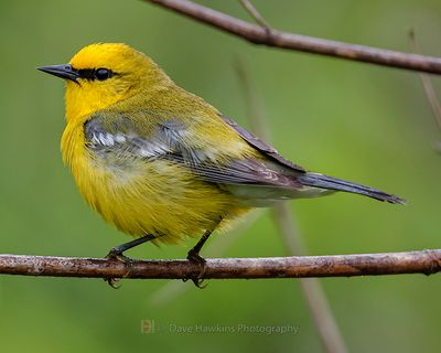 BLUE-WINGED WARBLER