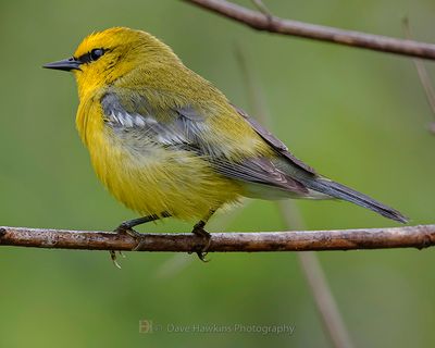 BLUE-WINGED WARBLER