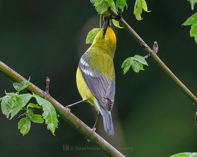 BLUE-WINGED WARBLER