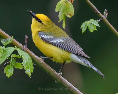 BLUE-WINGED WARBLER
