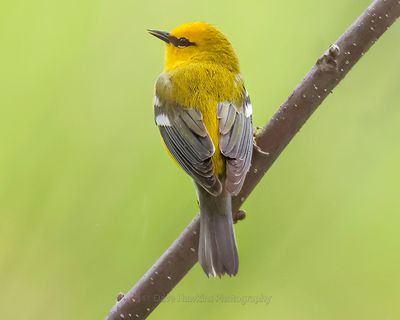 BLUE-WINGED WARBLER