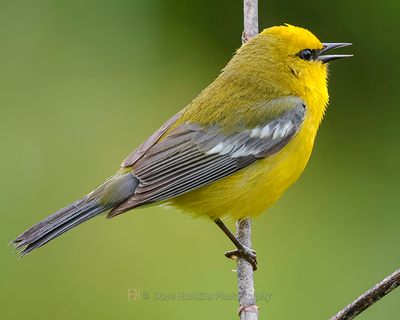 BLUE-WINGED WARBLER