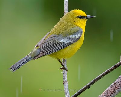 BLUE-WINGED WARBLER