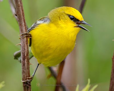 BLUE-WINGED WARBLER
