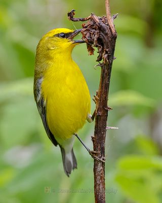 BLUE-WINGED WARBLER