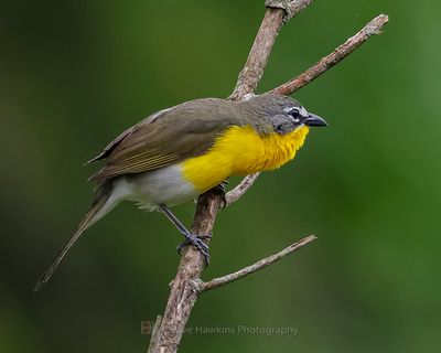 YELLOW-BREASTED CHAT