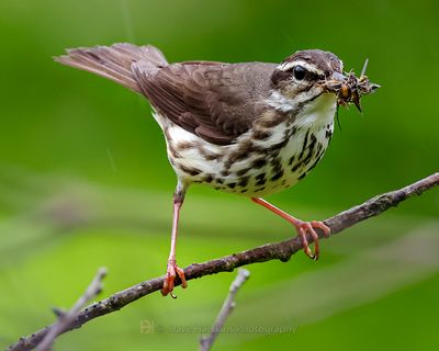 LOUISIANA WATERTHRUSH