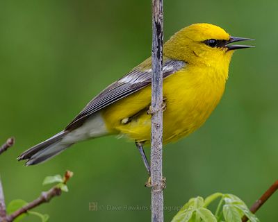 BLUE-WINGED WARBLER