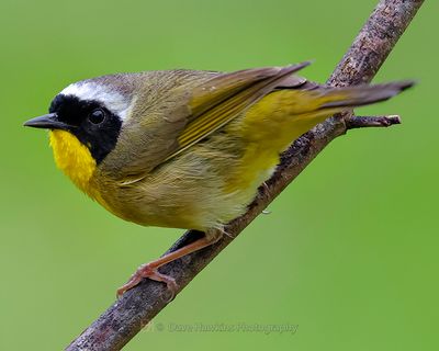 COMMON YELLOWTHROAT