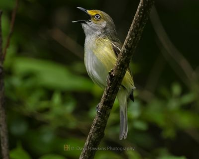 WHITE-EYED VIREO
