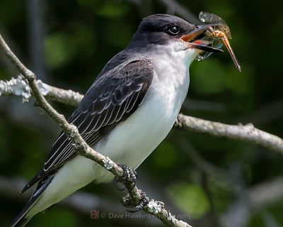 EASTERN KINGBIRD (with dragonfly)